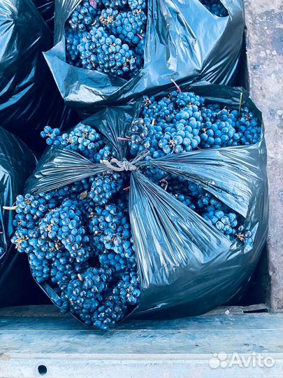 Каберне виноград