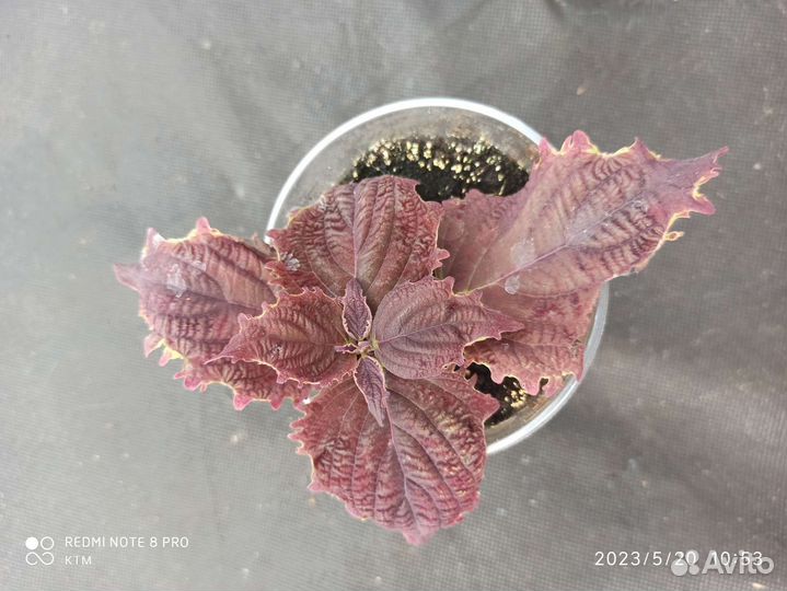 Колеусы вегетативные