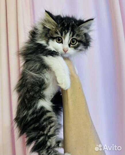 Котята в добрые руки бесплатно