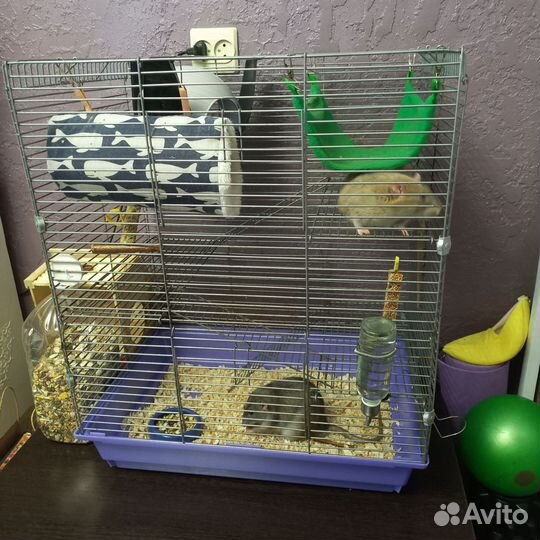 Крысы дамбо в добрые руки с клеткой