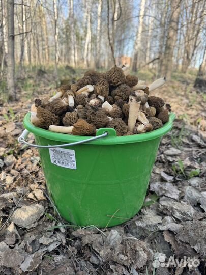 Сморчки свежие