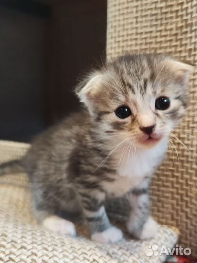 Котята вислоухие