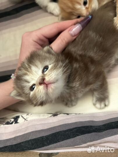 Котята в добрые руки бесплатно