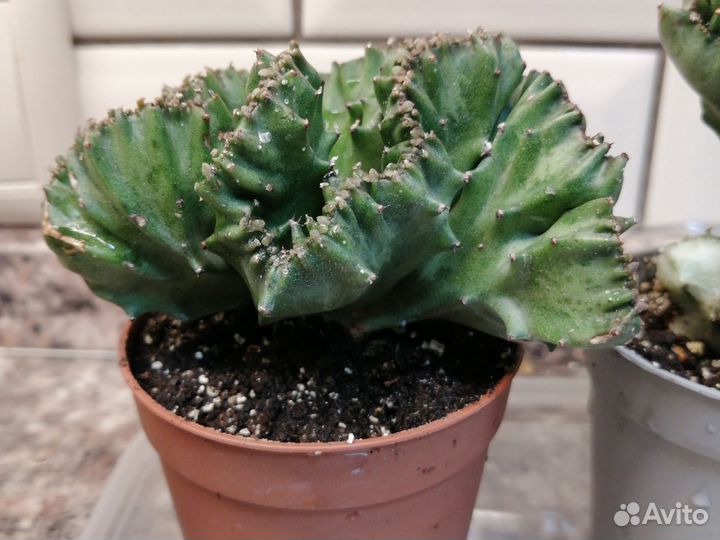 Эуфорбия лактея кристата