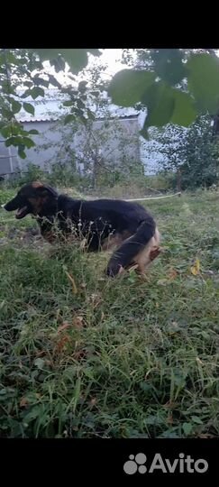 Немецкая овчарка