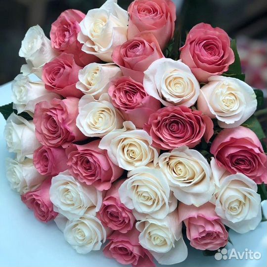 Роза Эквадор Голландия Доставка