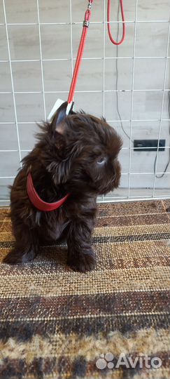 Щенки йорики