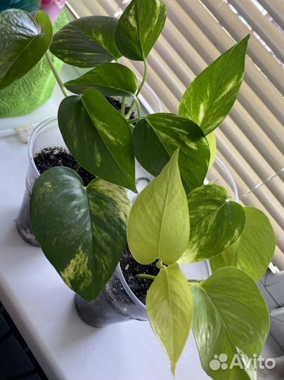 Сциндапсусы сортовые, неон и золотистый