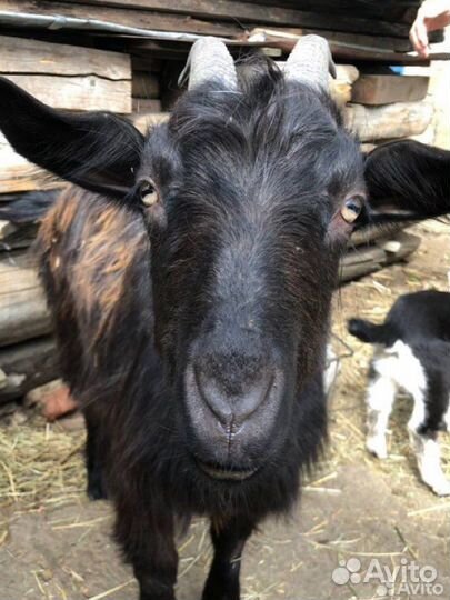 Козы дойные