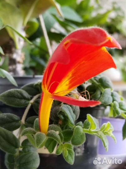 Комнатные цветы