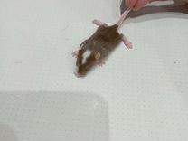 Японская мышка