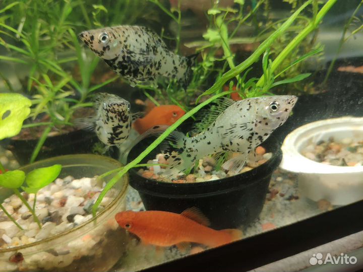 Аквариумные рыбки