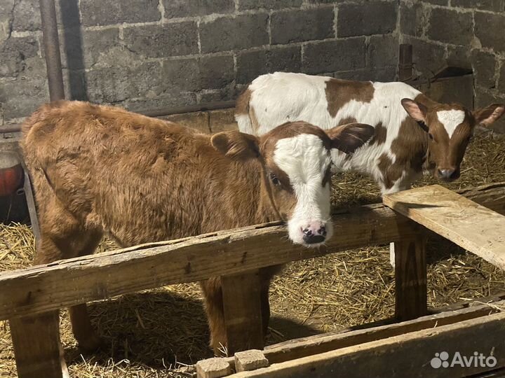 Телята телочки