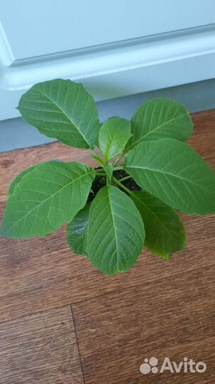 Бругмансия розовая