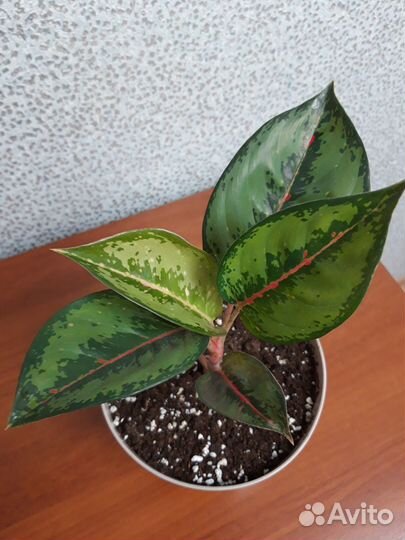 Аглаонема Ред Нерф