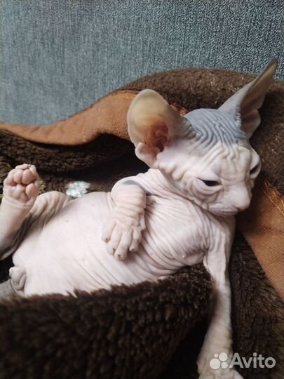 Донской сфинкс котята