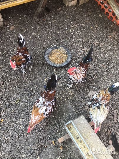 Петушки карликовые