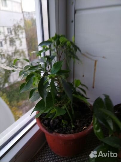 Фикус, хойя