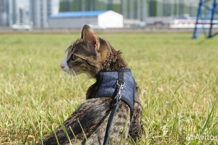 Шлейка, поводок, джинсовка