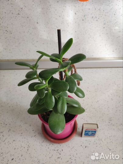 Денежное дерево (Толстянка)