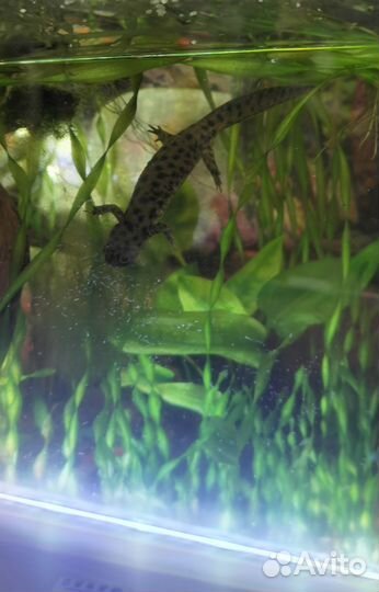 Аквариум с тритонами на 70 литров