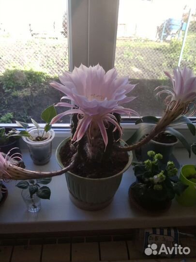 Кактус эхинопсис