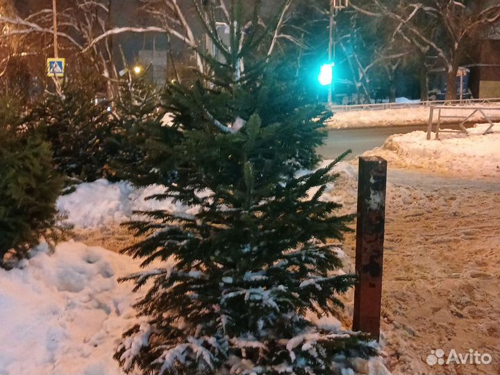 Ель пихта новогодняя
