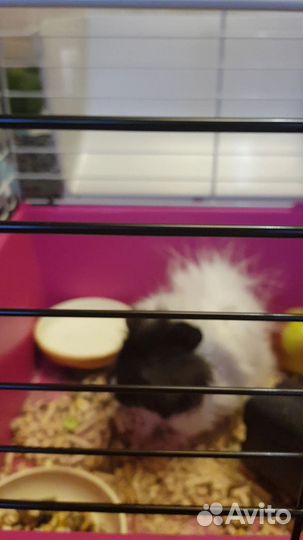 Морская свинка с клеткой бесплатно