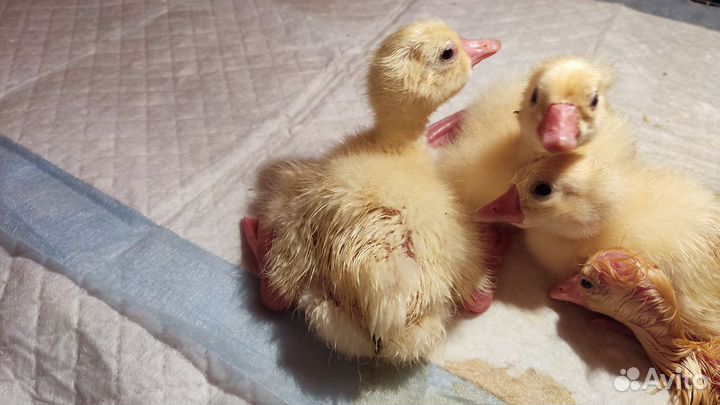 Гусята Линда