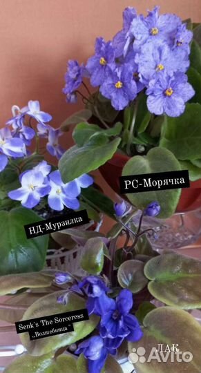 Фиалки-трейлеры