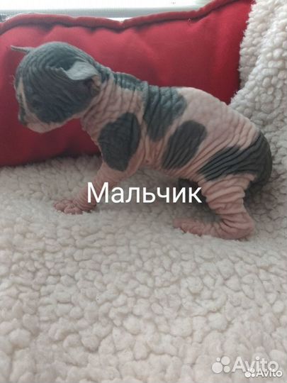 Канадский сфинкс котенок