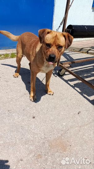 Собака в добрые руки