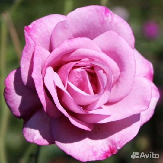 Розы английские, чайно-гибридные, плетистые