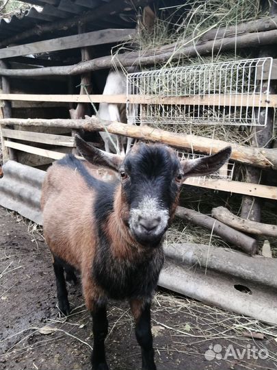 Чешский козел