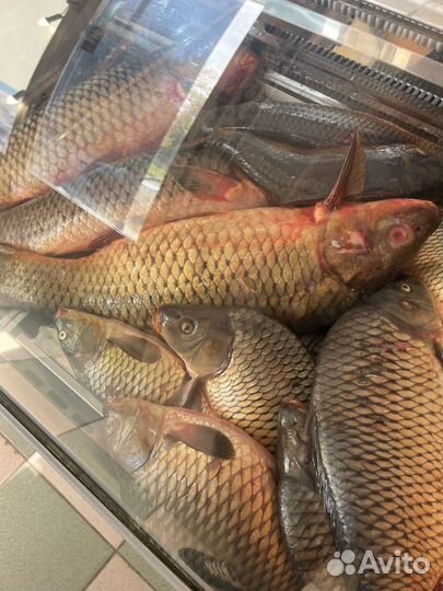 Рыба карась, карп,сазан