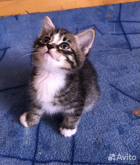 Котенок в добрые руки