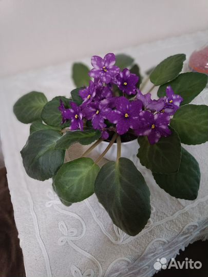 Фиалки махровые