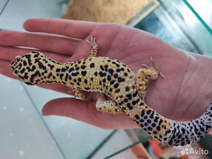 Геккон эублефар