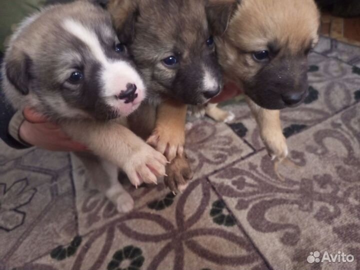 2 щенка осталось
