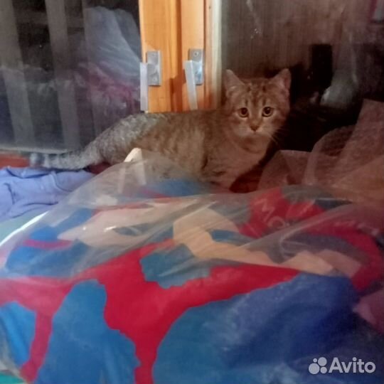 Котенок серый девочка 4,5 мес - бесплатно