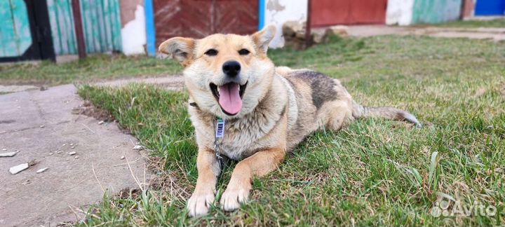 Собаки бесплатно