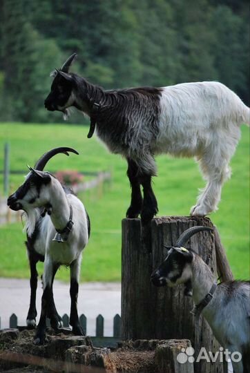 Козы с козлятами, козы-козлы на мясо