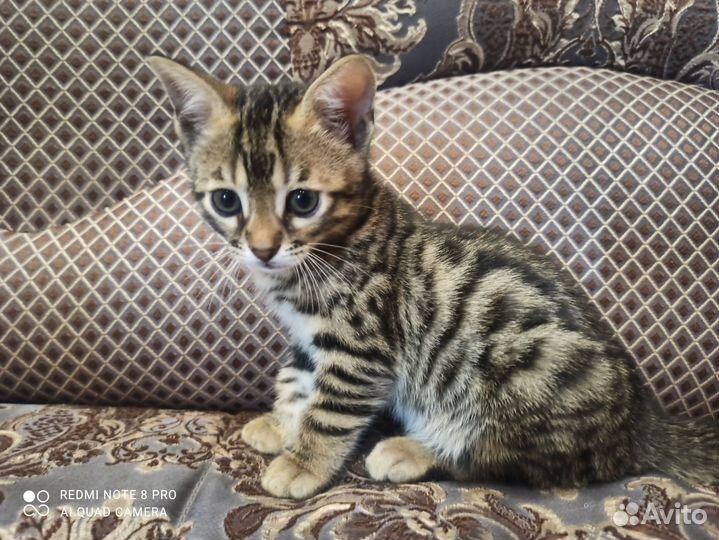 Бенгальская кошка