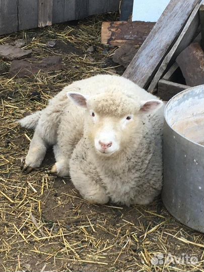 Овцы бараны ягнята Ташлинской породы