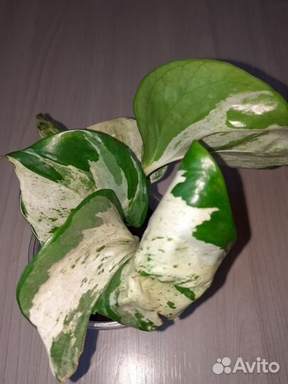 Эпипремнум Хэппи лиф