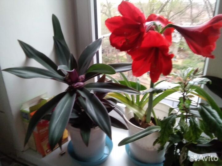 Гиппеаструм амариллис