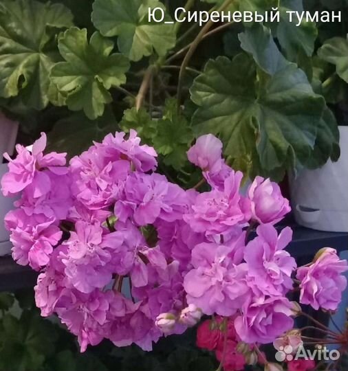 Герань пеларгония сортовая