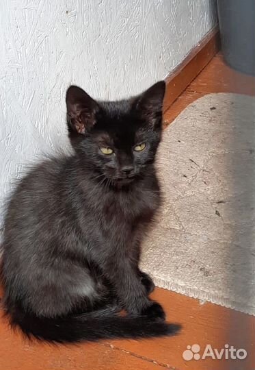 Котенок в добрые руки