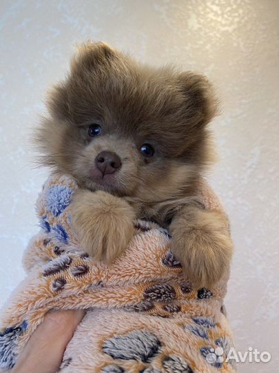 Щенки шпица редких окрасов