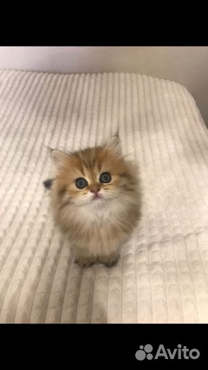 Кошки